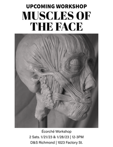 Muscles of the Face: Écorché Workshop-San Francisco